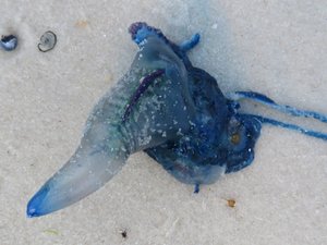 'Blue bottle' jellyfish found on beach