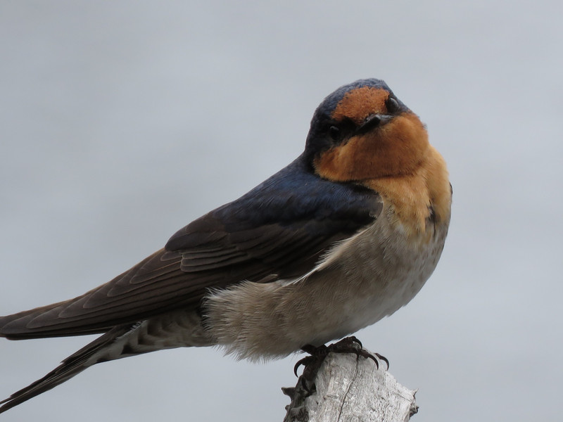 Welcome swallow, seen many before but he posed beautifully