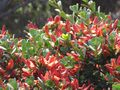 Close up of red bush F4