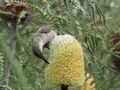 Fascinating to see how the birds eat around the plant