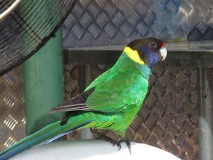 Ring neck parrot as common as sparrows in south west WA