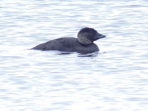 A Musk duck identifiable by position in water