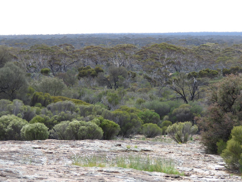 View across bush from Newman Rocks
