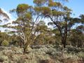 Mallee country, ground covered by chenopods, called blue bush