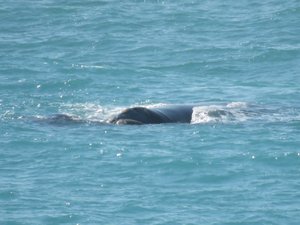 Whales, mother & calf, videos more interesting
