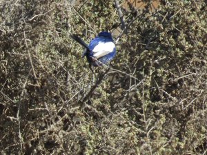 The elusive White Winged Fairy wren in a strong wind
