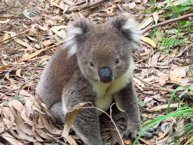 Young koala wandering along road at Cape Otway