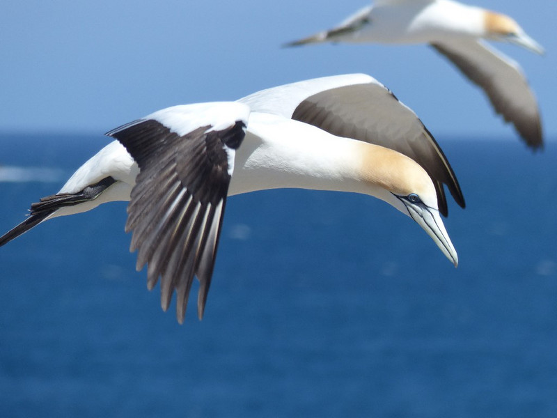 Close up of gannet