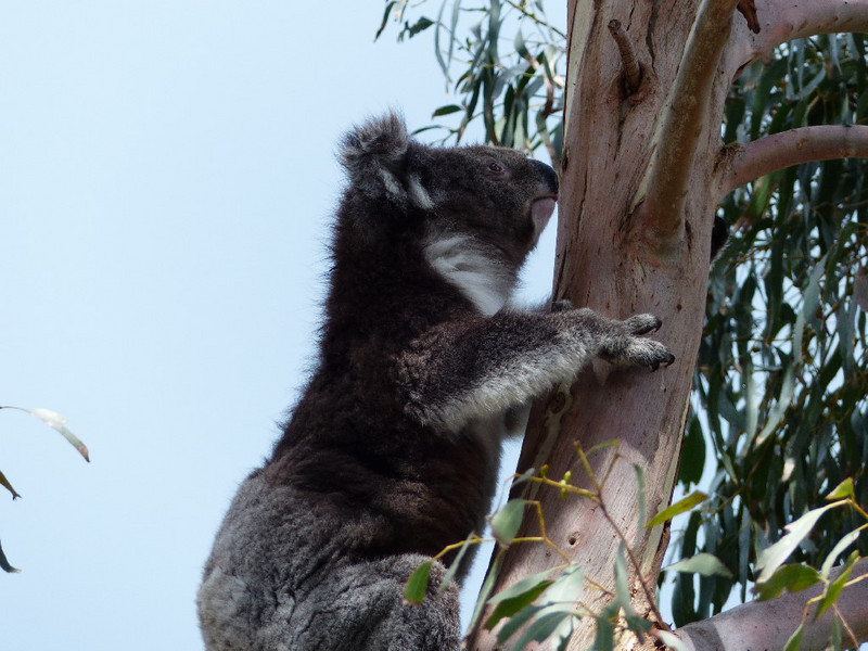 Rarer sight, an active koala