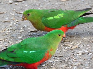 King parrots at Kennet River