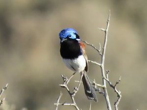 Variegated Fairy Wren, red on back of neck