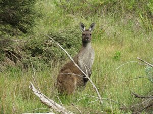 Curious kangaroo watching us watching for shearwaters