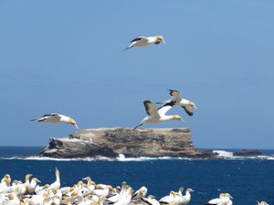 The gannet colony off shore and overspill on mainland