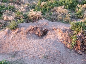 Shearwaters/mutton bird nests in sandy soil