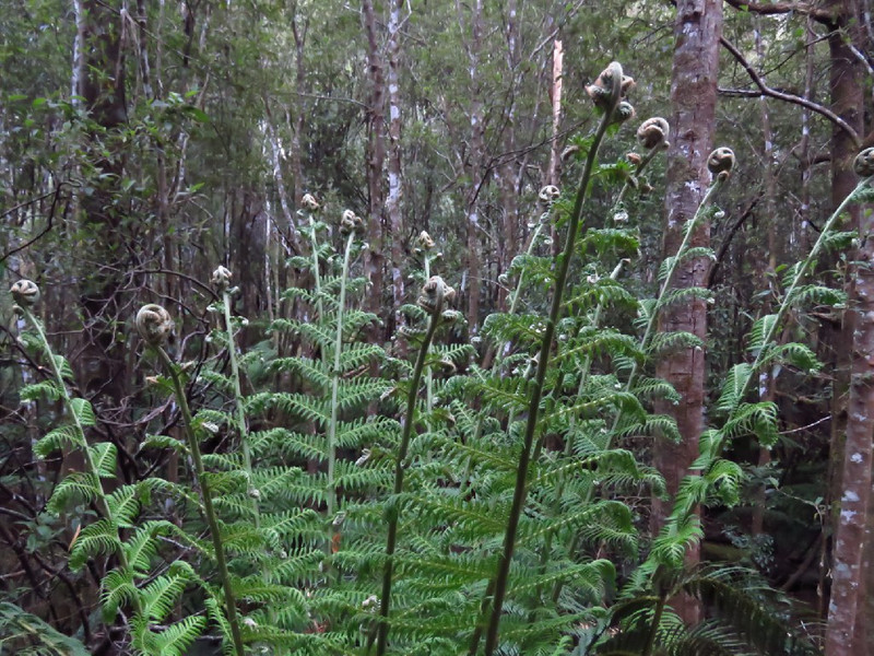 Rainforest dense with ferns