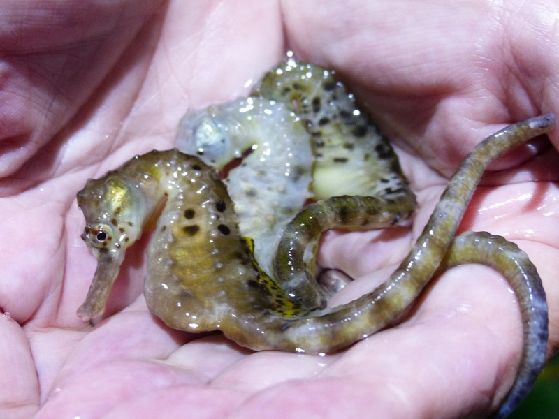 Holding seahorses