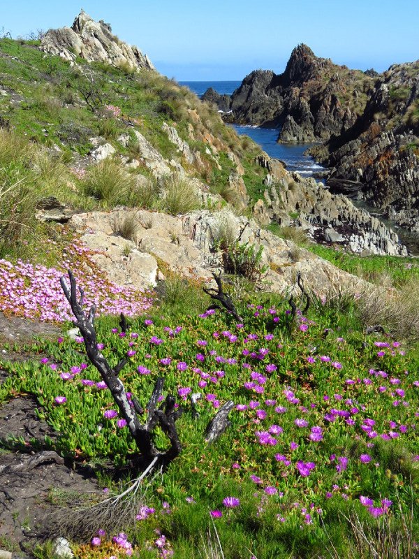West coast wild flowers, later than on mainland