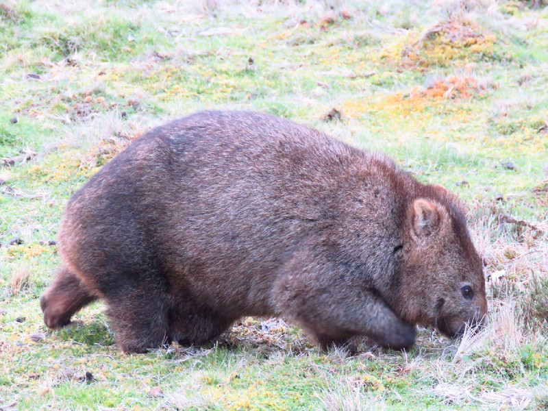Wombat with joey in rear entrance pouch