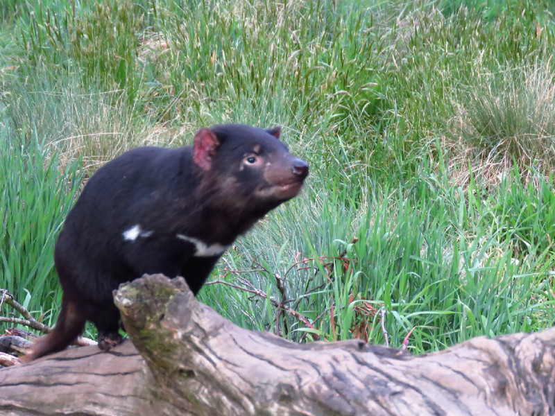 Tasmanian devil, white marking unique