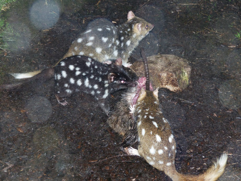 Quolls at feeding time