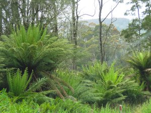 Huge ferns in rainforest