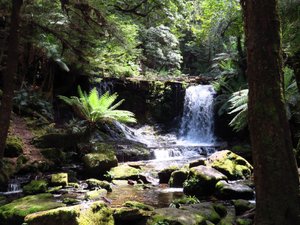 Hundreds of fern lined waterfalls everywhere except wild west coast
