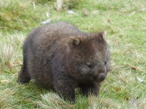 Darker wombat in another area