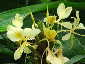 Yellow ginger flower, El Yunque Rainforest