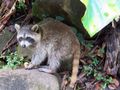Raccoon in Guadeloupe National Park