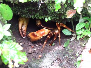 One of the fighting land crabs hiding