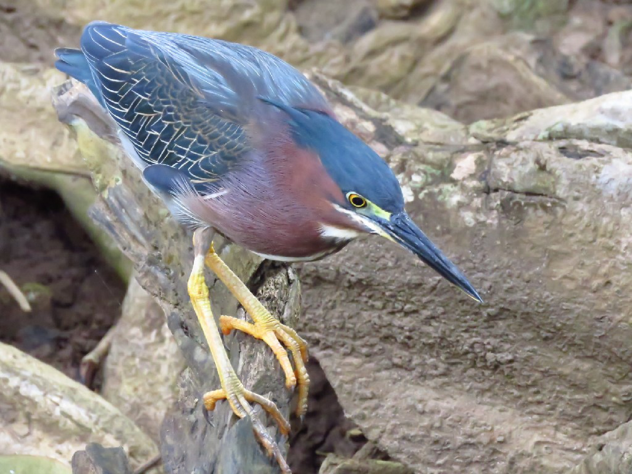 Green backed Heron | Photo