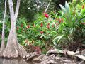 Buttress tree and red ginger flowers