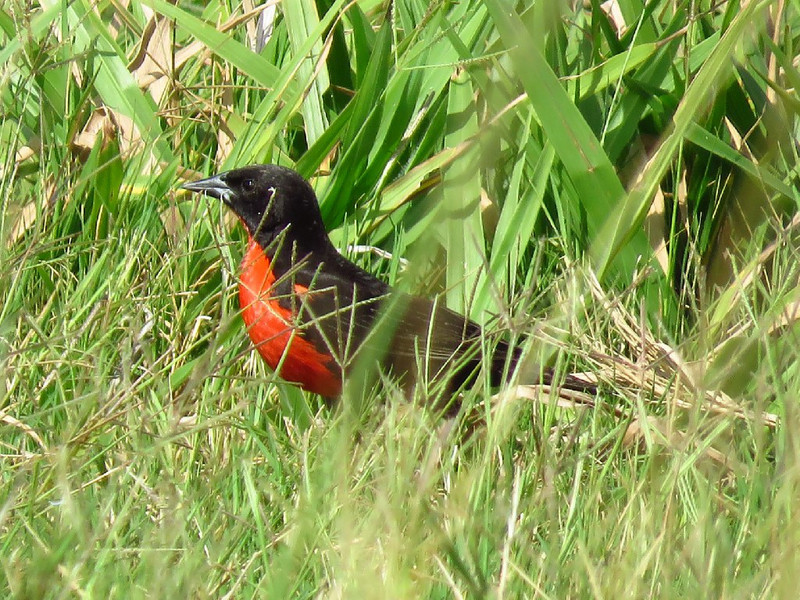 Red breasted Blackbird