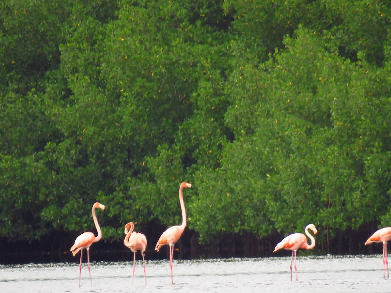 Flamingos at Caroni swamp