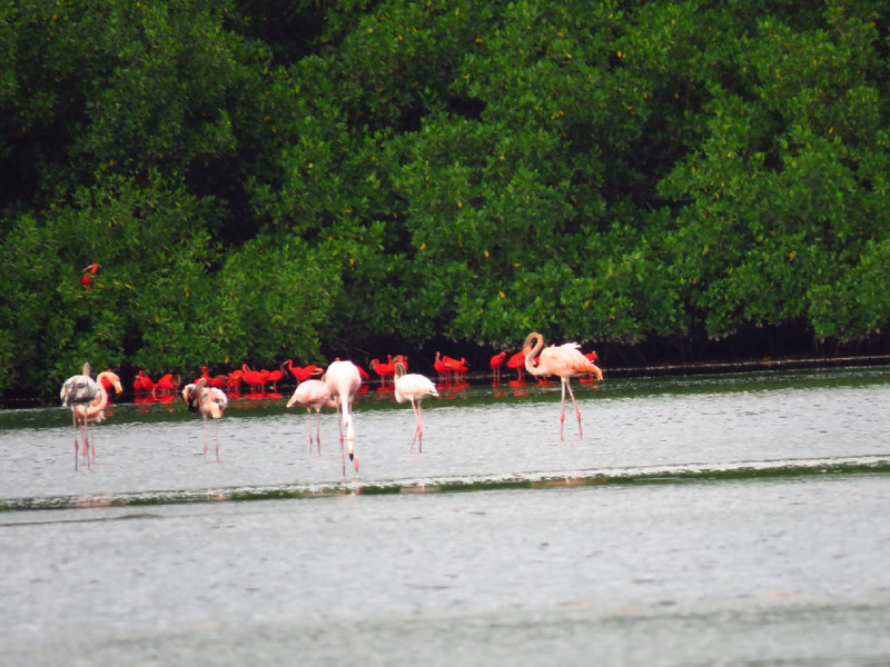 Flamingos & scarlet Ibis