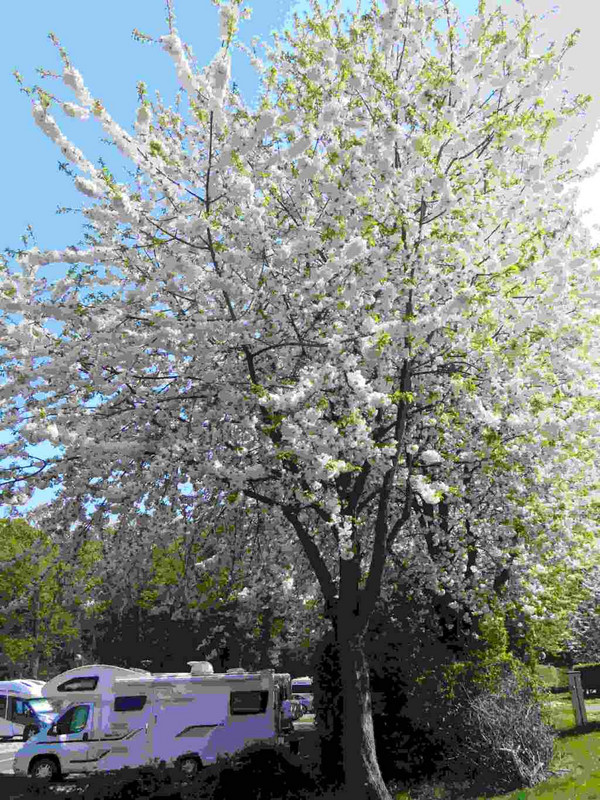 Superb blossom at Abbey Wood