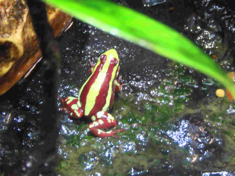 Reptile venomous frog