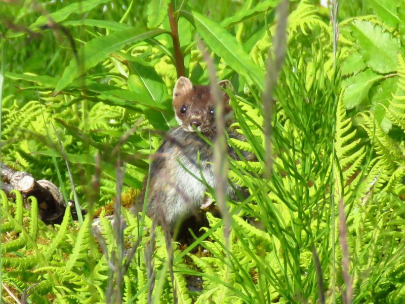 The hunter stoat, mouse in mouth