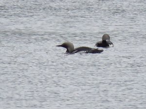 Black throated diver