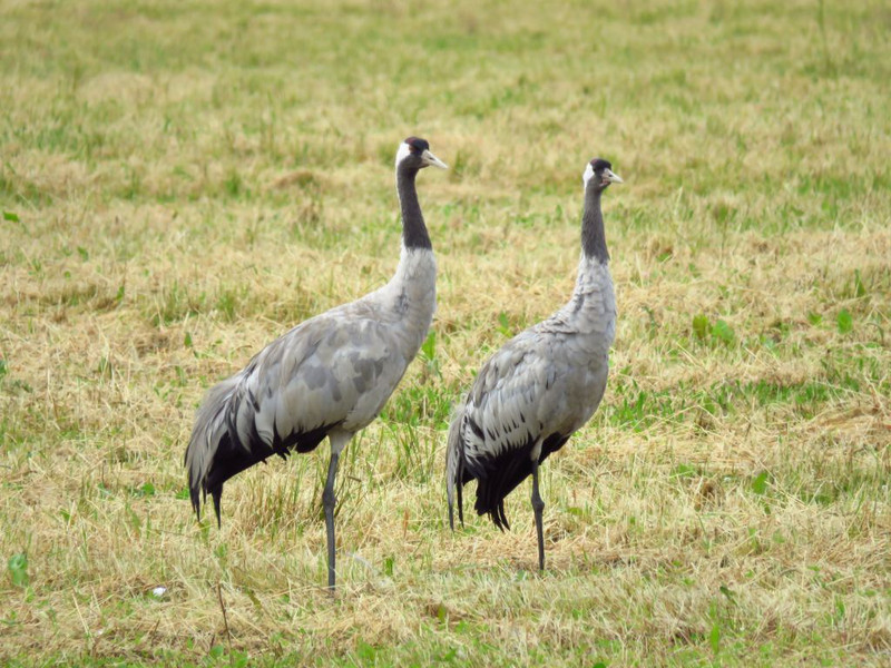 Pair of common cranes