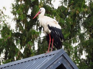 A bedraggled stork after the rain
