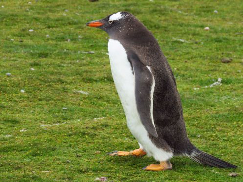 Adult Gentoo