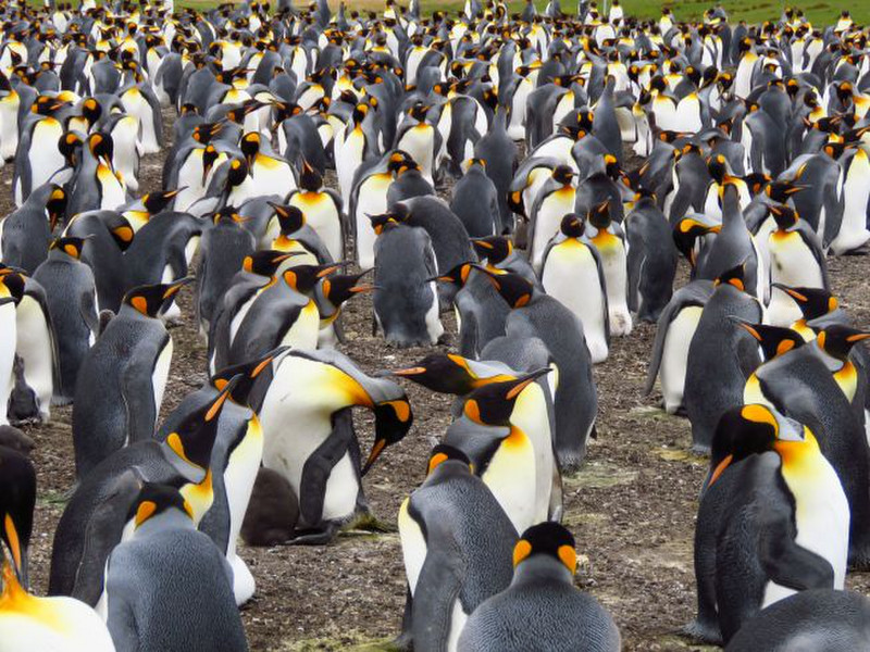 Part of King penguin colony