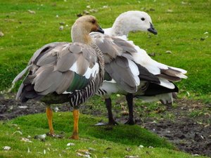 Upland geese in Falklands