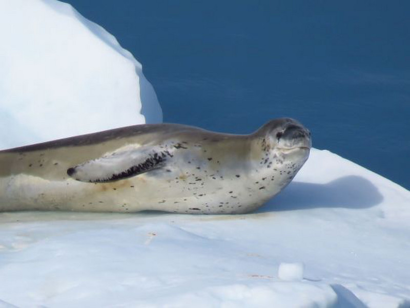 Leopard seal spotted us