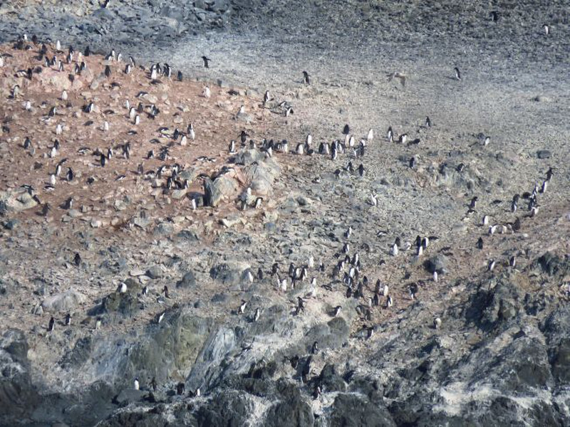 Penguin colony with pink tinge from krill they have eaten