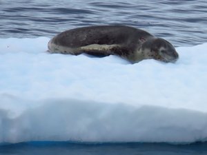 Another leopard seal, they are often alone