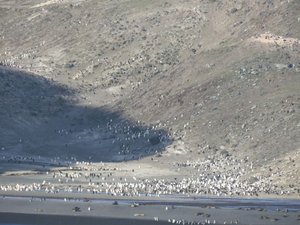 Thousands of penguins in colony