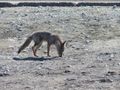 Grey fox by Petrohue river