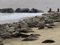 Not rocks but seals, hundreds of them